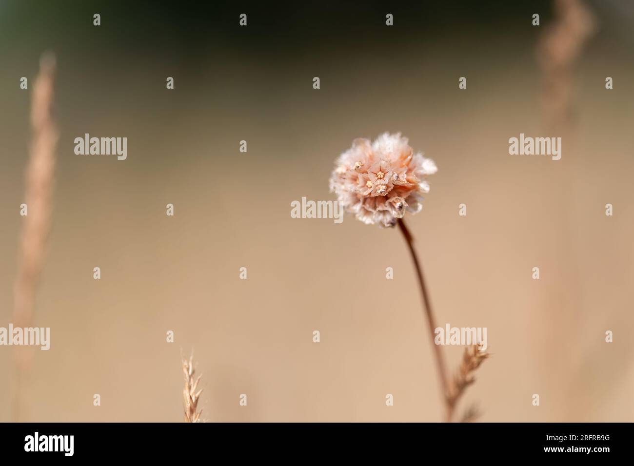 Nah an einer verblassten Armeria-Blume Stockfoto