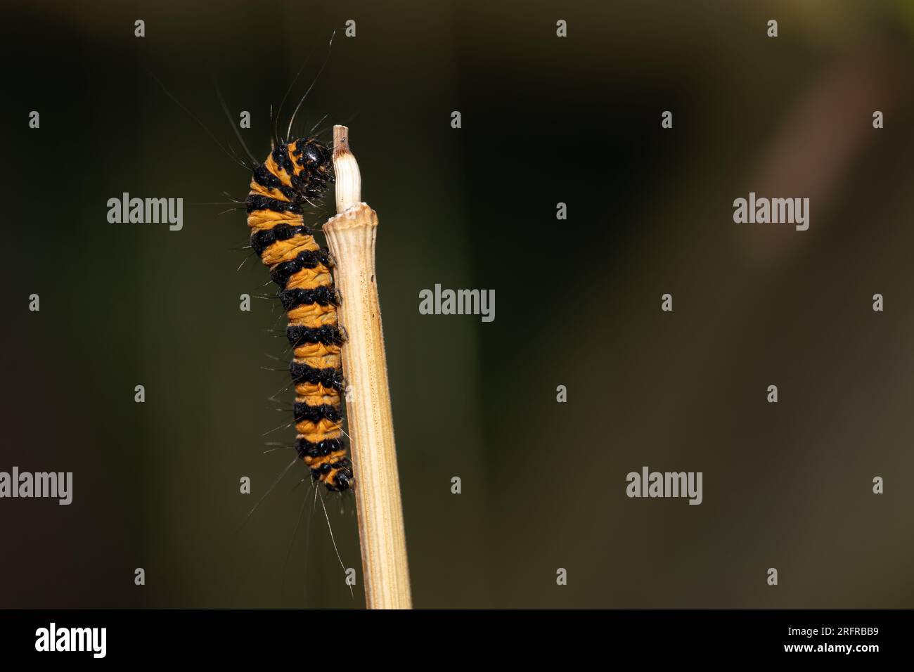 Eine Makroaufnahme der raupe einer Zinnober-Motte. Stockfoto