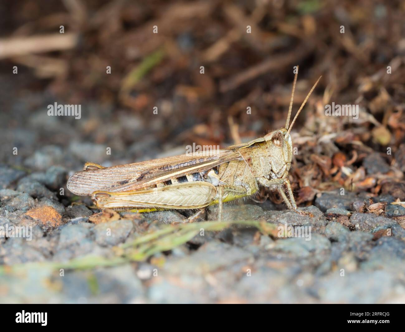 Seitenansicht eines erwachsenen Freifeldgriffs, Chorthippus brunneus, mit gefalteten Flügeln Stockfoto