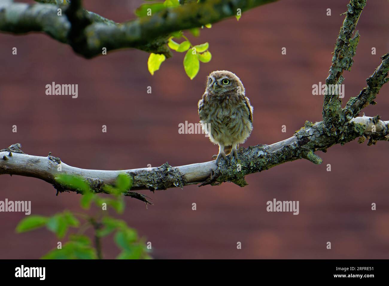 Die kleine Eule-Athen-noctua. Sitzstangen in einem Baum. Uk Stockfoto