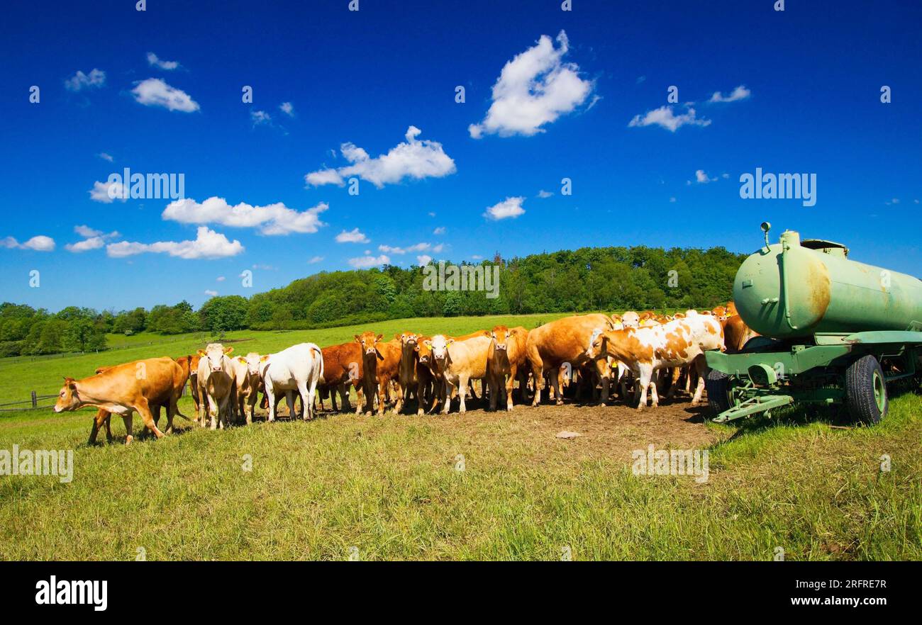 Eine Herde Kühe, die auf einer Bergwiese in den Ausläufern der Jesenik grasen. Stockfoto