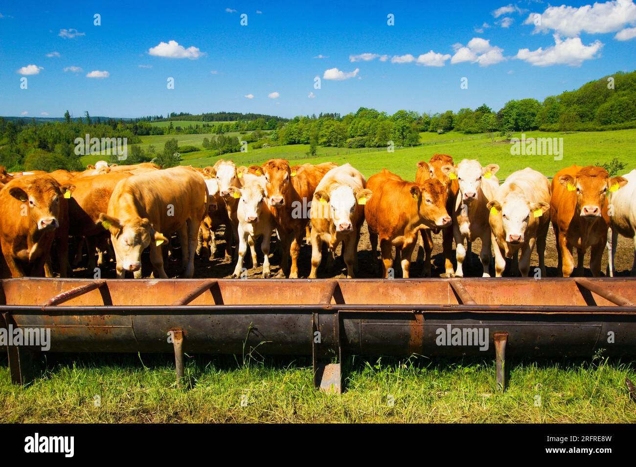 Eine Herde Kühe, die auf einer Bergwiese in den Ausläufern der Jesenik grasen. Stockfoto