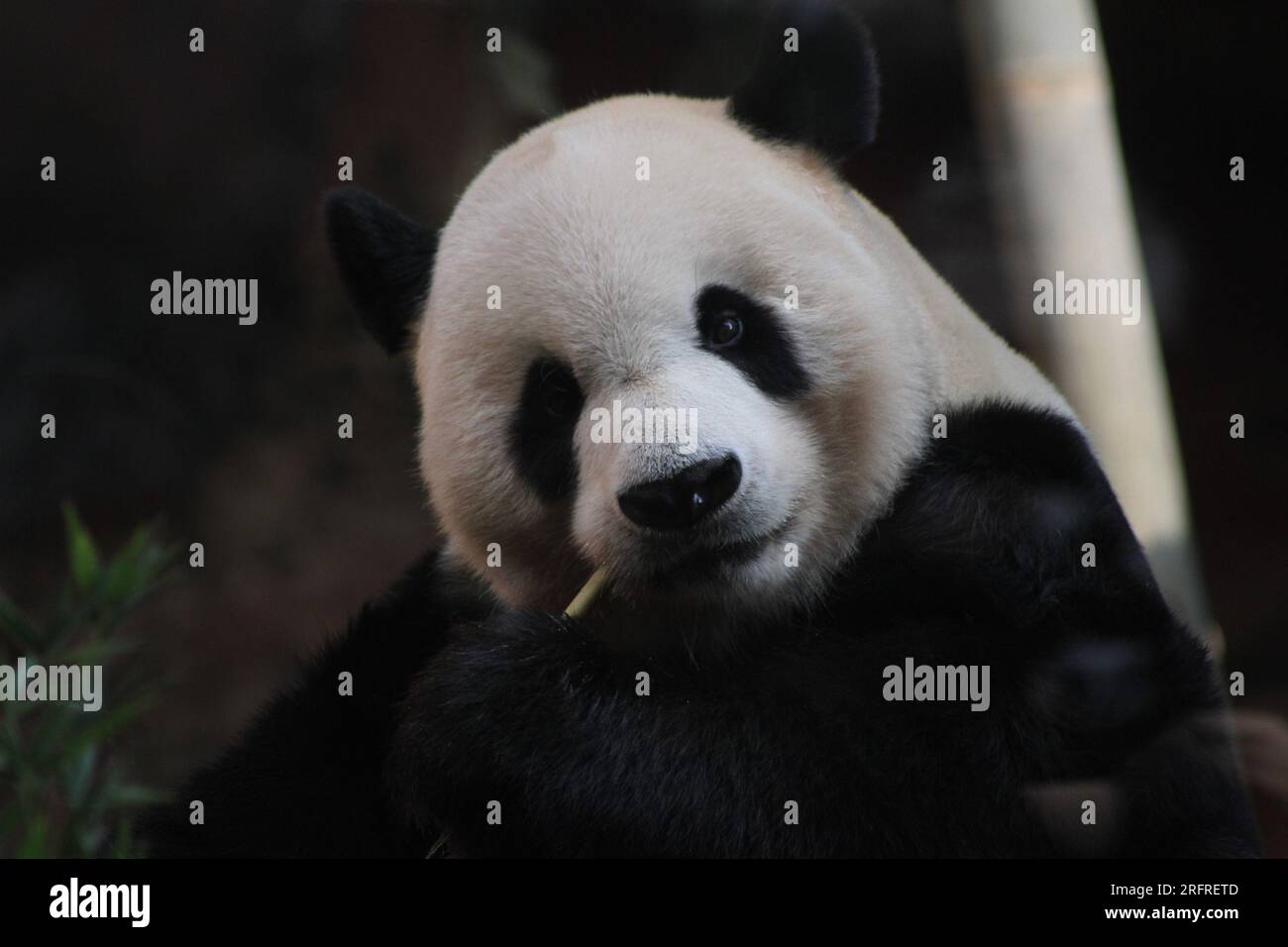 Bogor, Indonesien. 5. Aug. 2023. Riesen-Panda Cai Tao wird während einer Feier zu seinem 13. Geburtstag in Taman Safari in Bogor, West Java, Indonesien, am 5. August 2023 gesehen. Die riesigen Pandas Cai Tao und Hu Chun aus der Provinz Sichuan im Südwesten Chinas leben seit 2017 im Safaripark. Kredit: Sandika Fadilah/Xinhua/Alamy Live News Stockfoto
