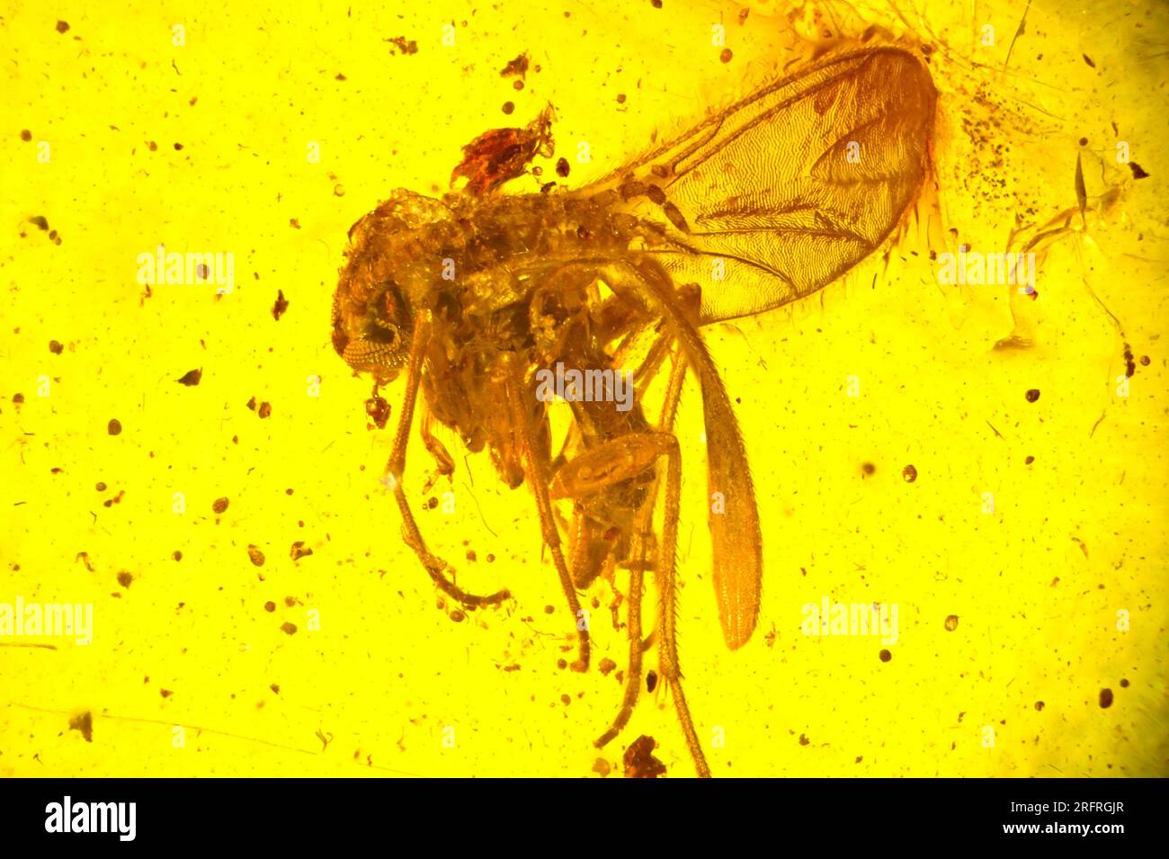 Prähistorische Fliege in bernsteinfarben - Nahaufnahme durch ein Mikroskop Stockfoto