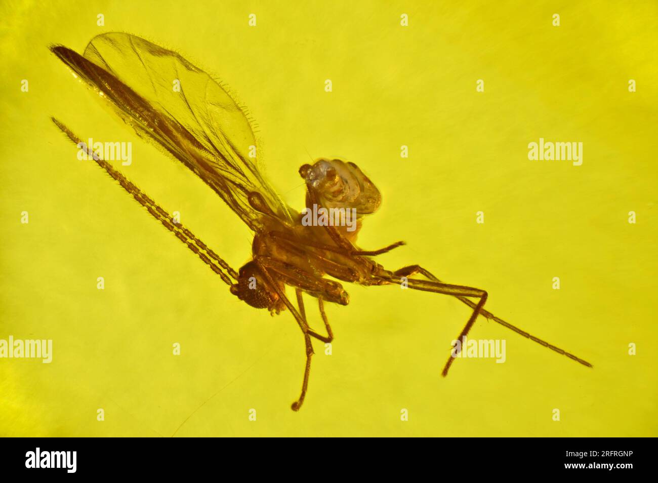 Prähistorische Fliege mit fehlendem Bauchraum, in bernsteinfarbener Farbe gehalten - Nahaufnahme durch ein Mikroskop Stockfoto