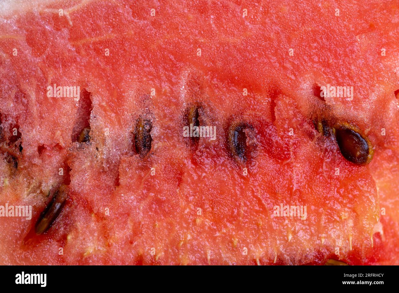 Ein Stückchen reifer roter Wassermelone mit Samen, Wintersorten roter Wassermelone mit großen und harten Samen, aufgeteilt in Teile Stockfoto