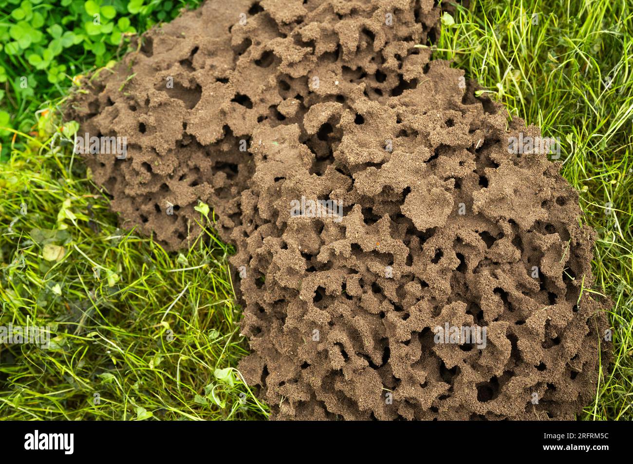 Oberirdisches Ameisennest mit runden Formen und Naturstrukturen Stockfoto