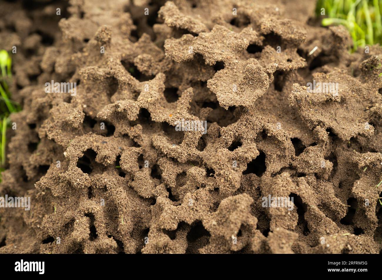 Oberirdisches Ameisennest mit runden Formen und Naturstrukturen Stockfoto