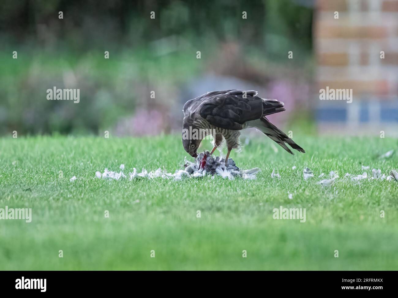 Ein Weibchen Sparrowhawk (Accipiter nisus) mit ihrem blutigen Fang einer Taube. Eine grauenhafte Szene, die sie in einem Suffolk-Garten zerrissen hat. UK Stockfoto