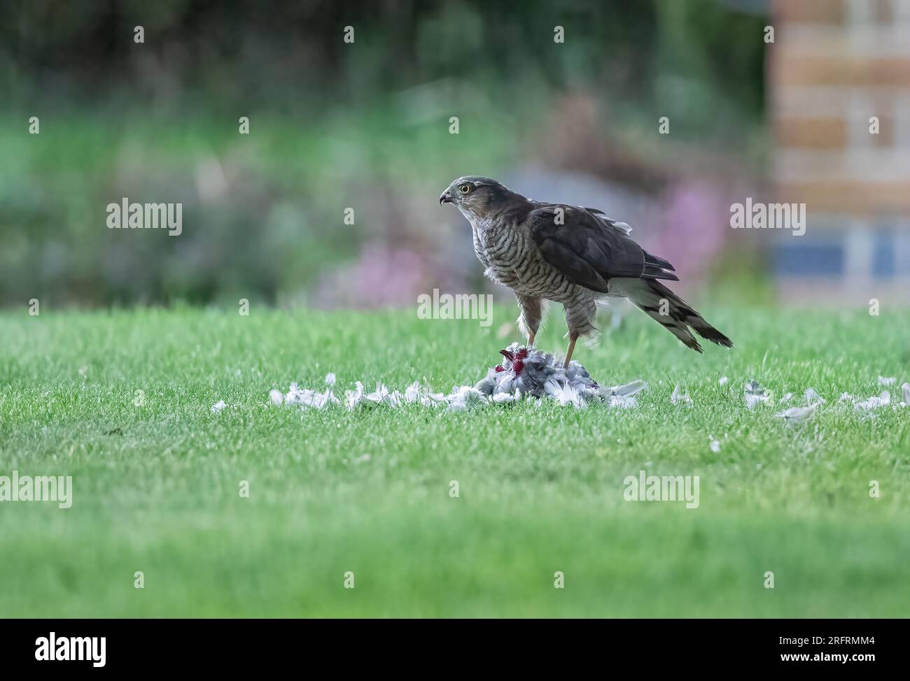 Ein Weibchen Sparrowhawk (Accipiter nisus) mit ihrem blutigen Fang einer Taube. Eine grauenhafte Szene, die sie in einem Suffolk-Garten zerrissen hat. UK Stockfoto