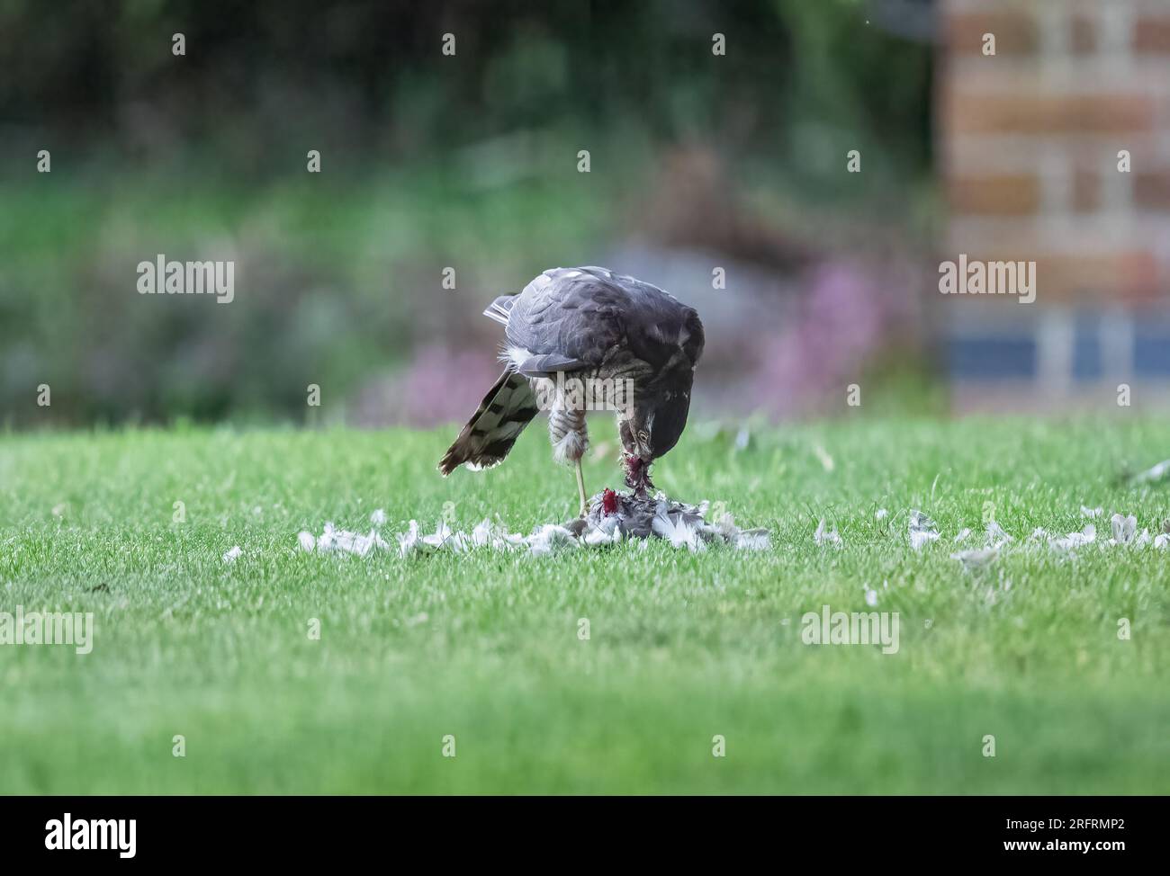 Ein Weibchen Sparrowhawk (Accipiter nisus) mit ihrem blutigen Fang einer Taube. Eine grauenhafte Szene, die sie in einem Suffolk-Garten zerrissen hat. UK Stockfoto