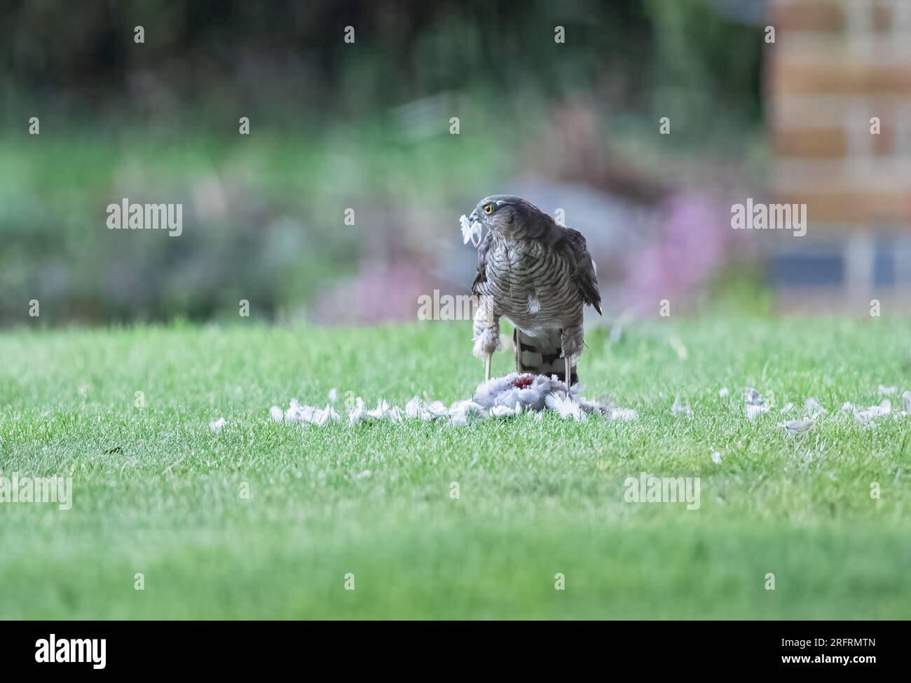 Ein Weibchen mit einem Taubenfang. Ich genieße das Essen mit einer Feder im Schnabel. Suffolk, Großbritannien Stockfoto