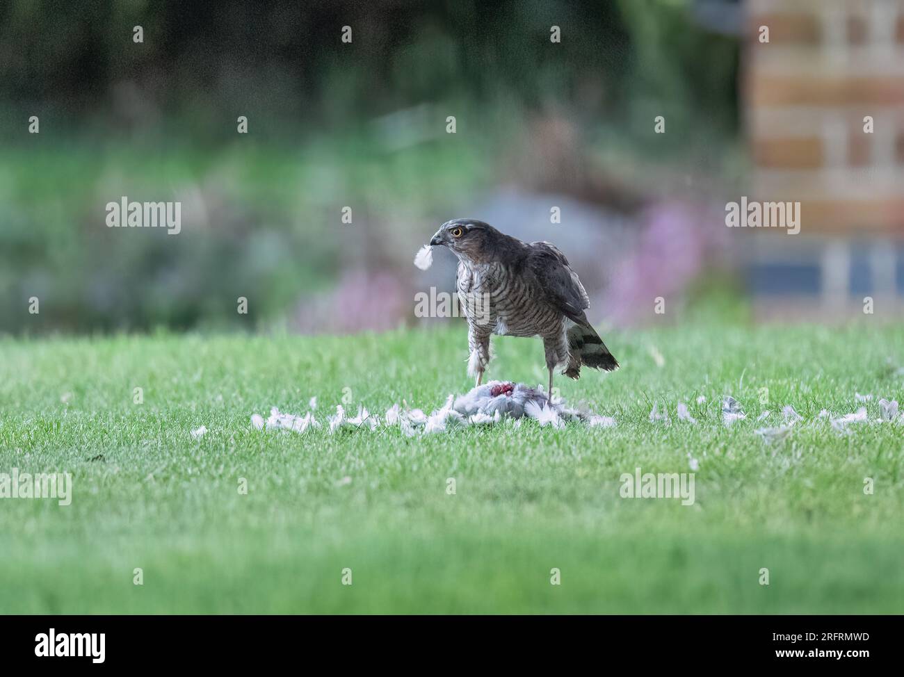 Ein Weibchen mit einem Taubenfang. Ich genieße das Essen mit einer Feder im Schnabel. Suffolk, Großbritannien Stockfoto