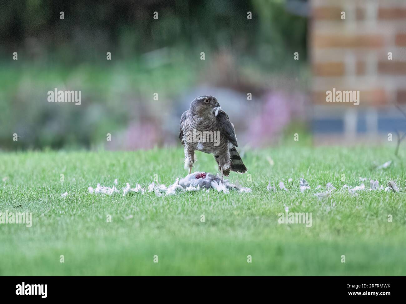 Ein Weibchen mit einem Taubenfang. Ich genieße das Essen mit einer Feder im Schnabel. Suffolk, Großbritannien Stockfoto