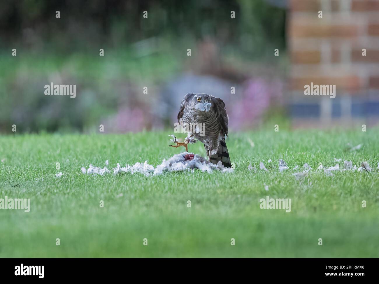 Ein Weibchen mit einem Taubenfang. Ich genieße das Essen, aber mit einer Feder an ihren Füßen und ihrem Schnabel. Suffolk, Großbritannien Stockfoto