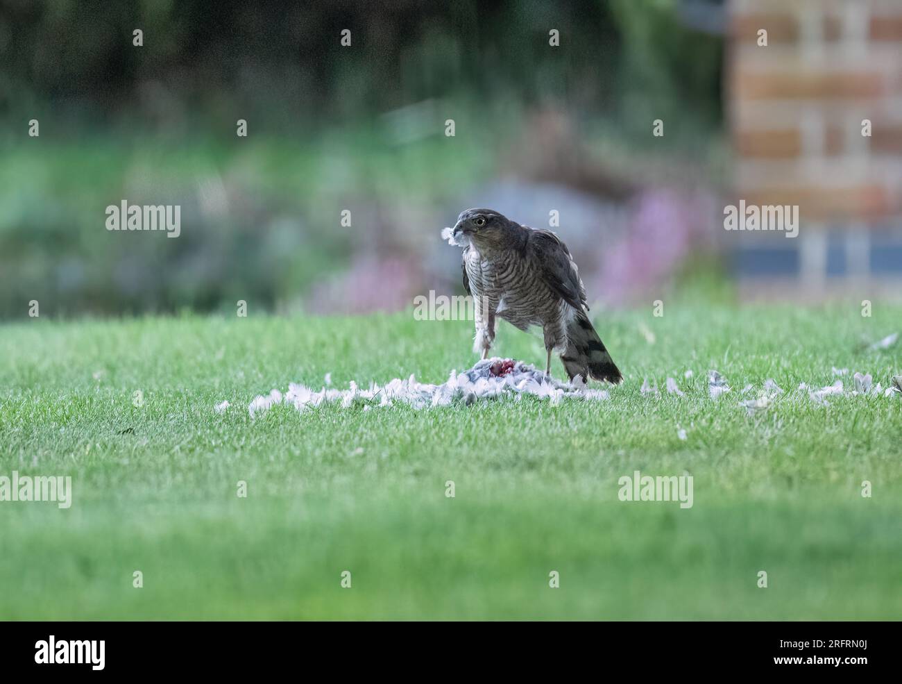 Ein Weibchen mit einem Taubenfang. Ich genieße das Essen mit einer Feder im Schnabel. Suffolk, Großbritannien Stockfoto