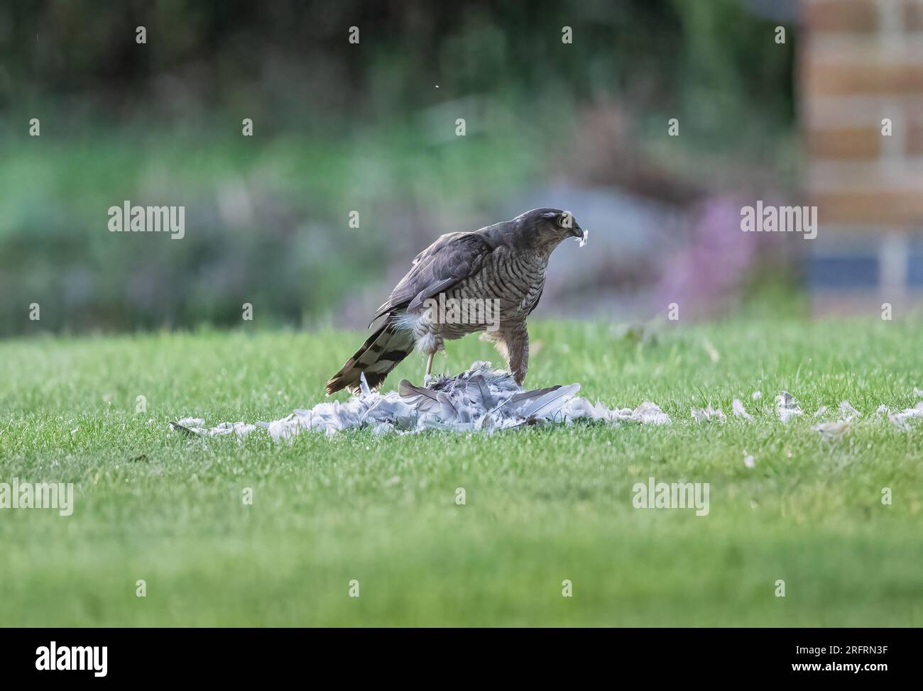Ein Weibchen mit einem Taubenfang. Ich genieße das Essen mit einer Feder im Schnabel. Suffolk, Großbritannien Stockfoto
