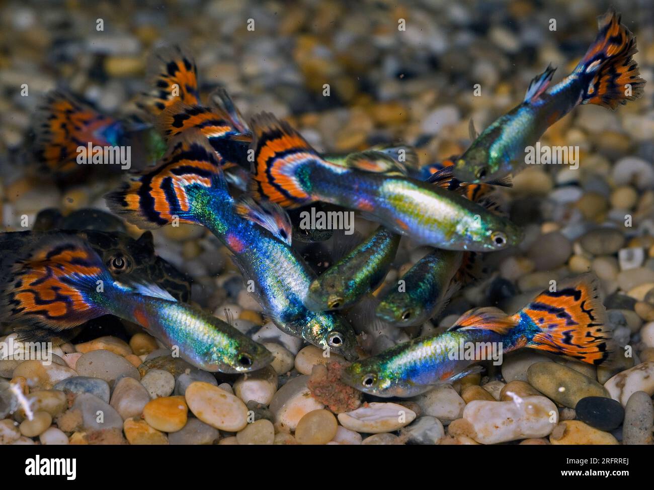 Poecilia reticulata Fotos und Bildmaterial in hoher Auflösung Alamy