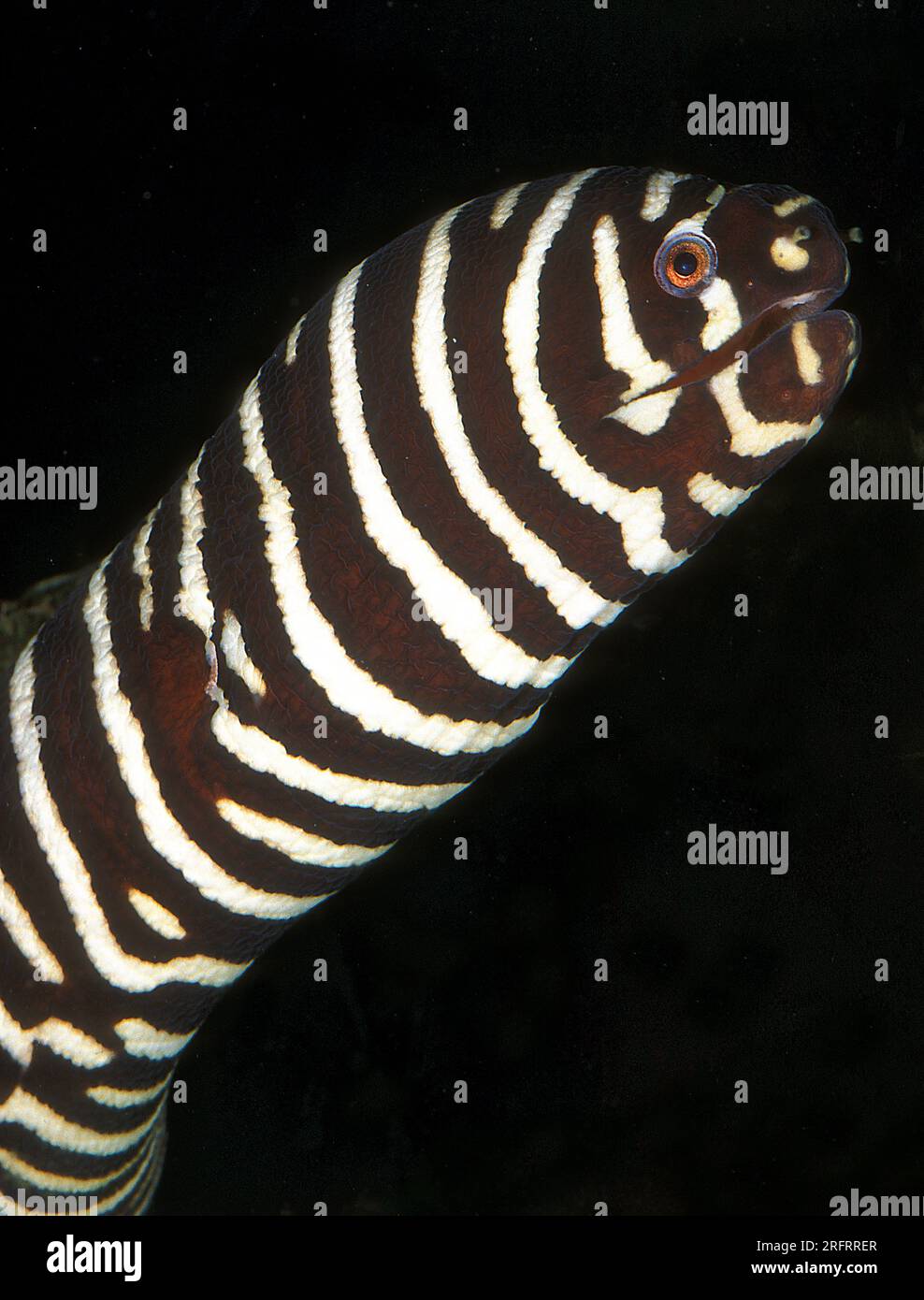 Zebramoray (Gymnomuraena zebra). Aquariumfoto. Stockfoto