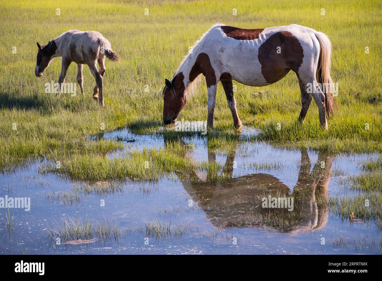 Berühmte Ponys im Chincoteague National Wildlife Refuge Stockfoto