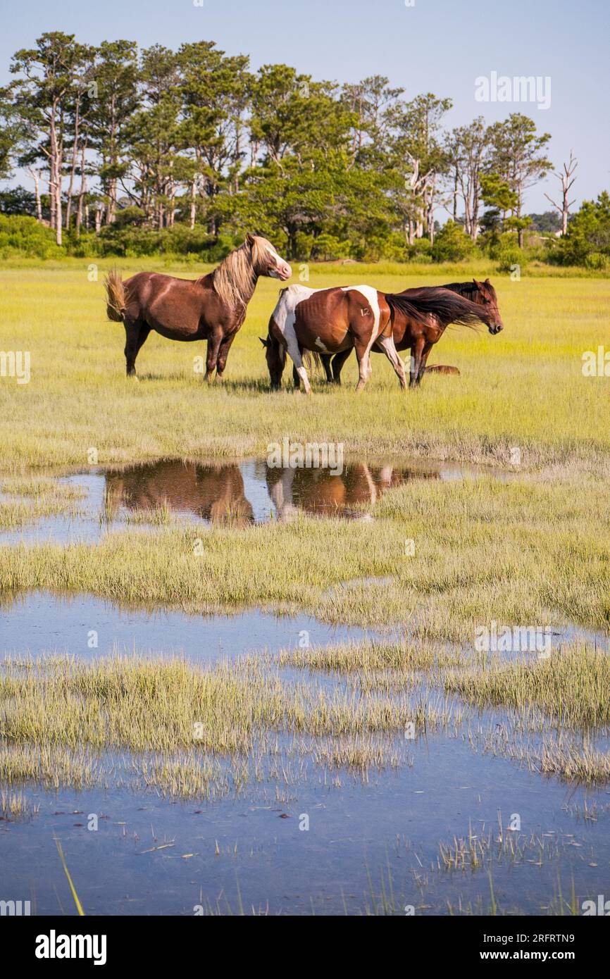 Berühmte Ponys im Chincoteague National Wildlife Refuge Stockfoto