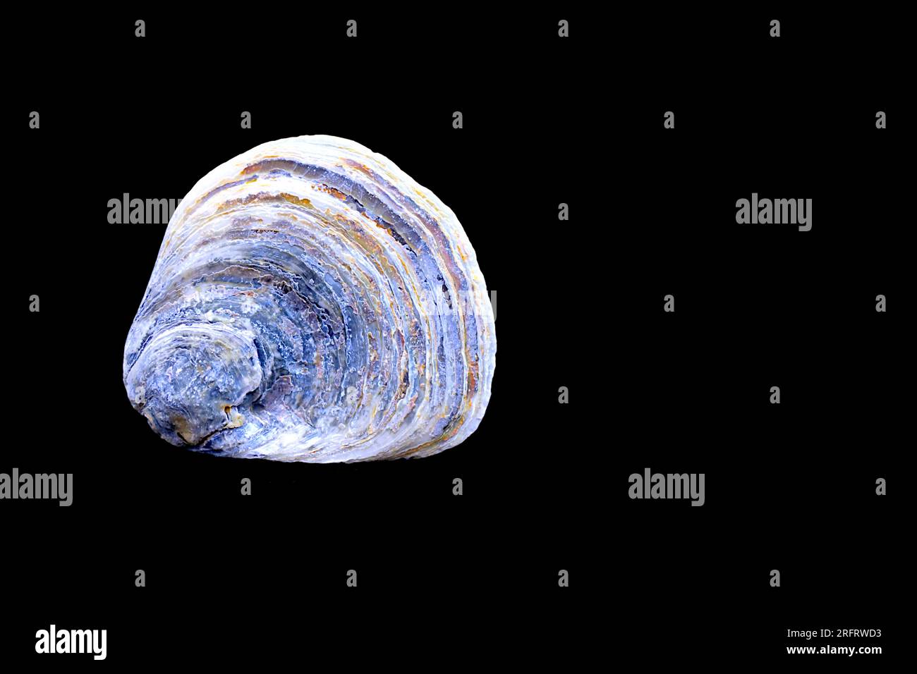 Isolierte europäische flache Austernschale, schwarz, blau, grau, braun, lila, gelb. Flache Schale vor schwarzem Hintergrund. Negativraum. Stockfoto