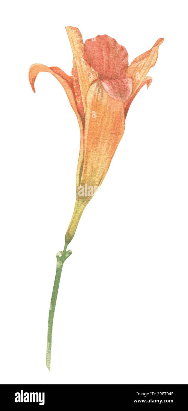 Gartenpflanzen und Blumen handgezeichnet in Aquarell. Blumenelemente für eine Einrichtung, Drucke im Vintage-, viktorianischen und Busho-Stil. Stockfoto