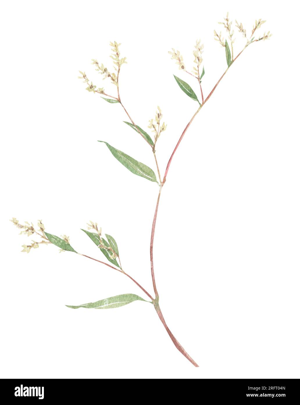 Gartenpflanzen und Blumen handgezeichnet in Aquarell. Blumenelemente für eine Einrichtung, Drucke im Vintage-, viktorianischen und Busho-Stil. Stockfoto