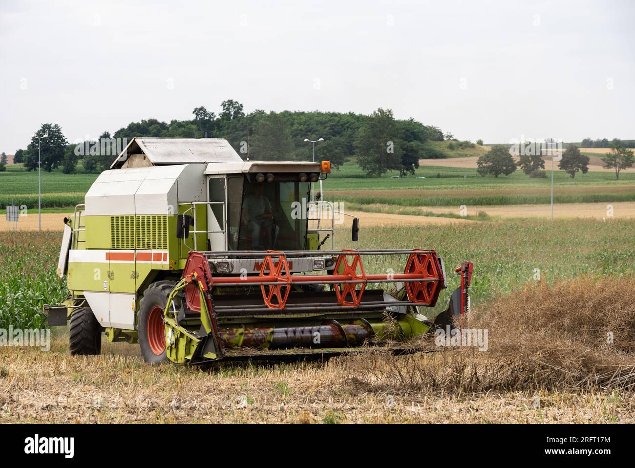 Erntefeld mit Mähdrescher im Sommer. Bei der Ernte auf dem Feld mäht der Mähdrescher Getreide in Nysa, Polen. Stockfoto