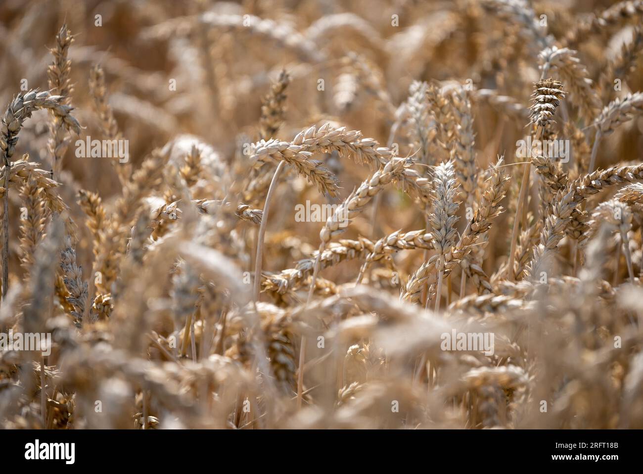 Erntefeld mit Mähdrescher im Sommer. Bei der Ernte auf dem Feld mäht der Mähdrescher Getreide in Nysa, Polen. Stockfoto