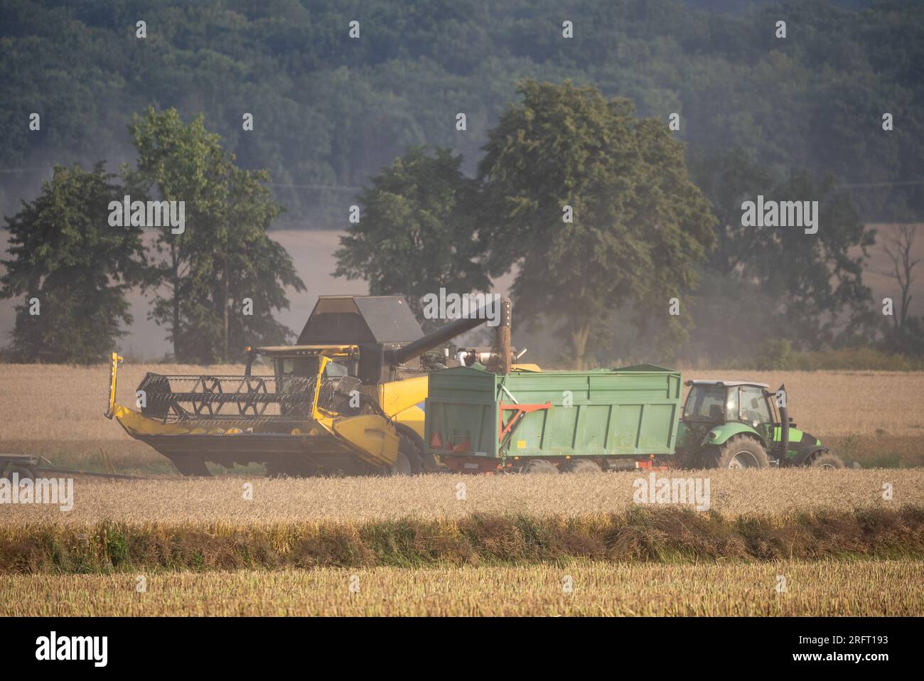 Erntefeld mit Mähdrescher im Sommer. Bei der Ernte auf dem Feld mäht der Mähdrescher Getreide in Nysa, Polen. Stockfoto