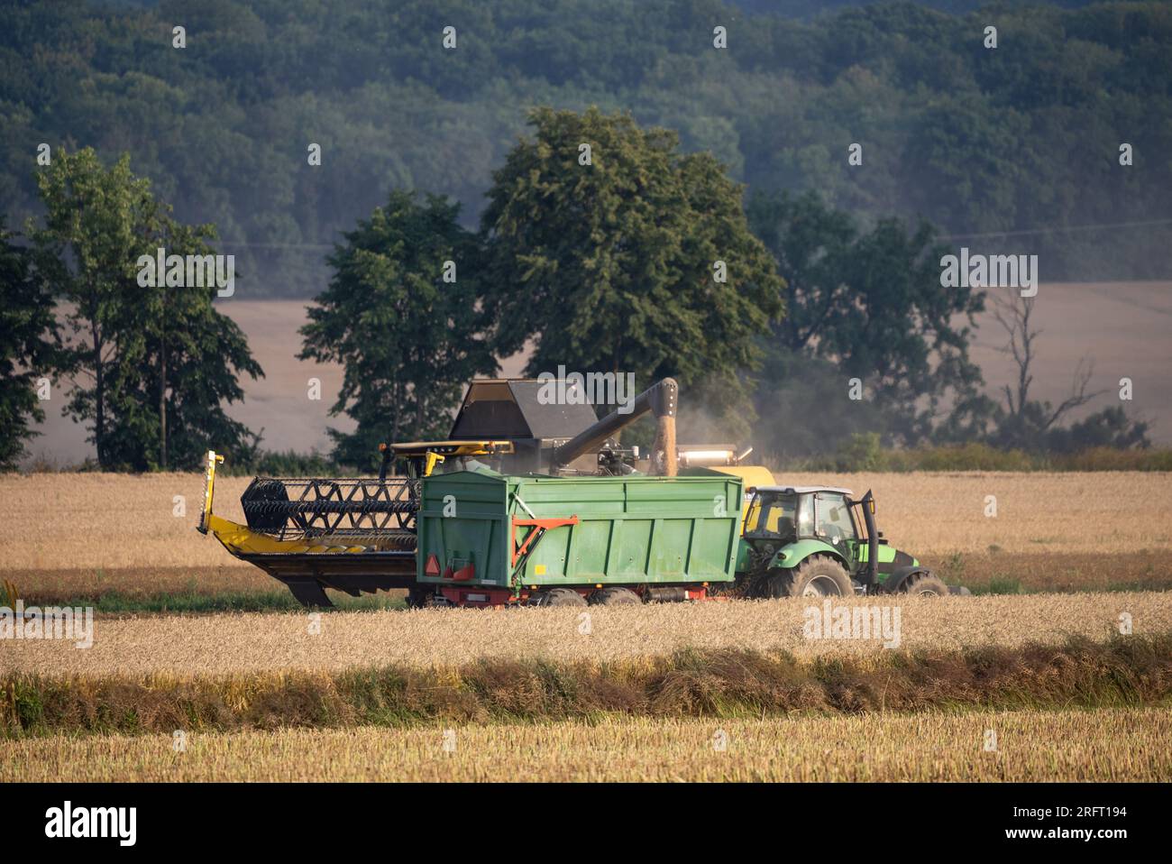 Erntefeld mit Mähdrescher im Sommer. Bei der Ernte auf dem Feld mäht der Mähdrescher Getreide in Nysa, Polen. Stockfoto