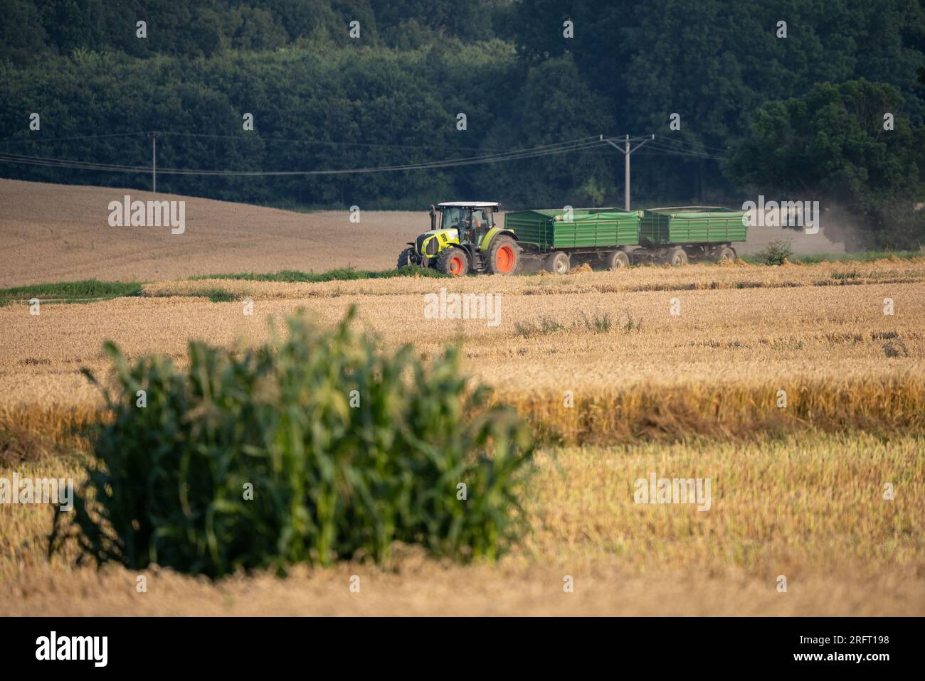 Erntefeld mit Mähdrescher im Sommer. Bei der Ernte auf dem Feld mäht der Mähdrescher Getreide in Nysa, Polen. Stockfoto