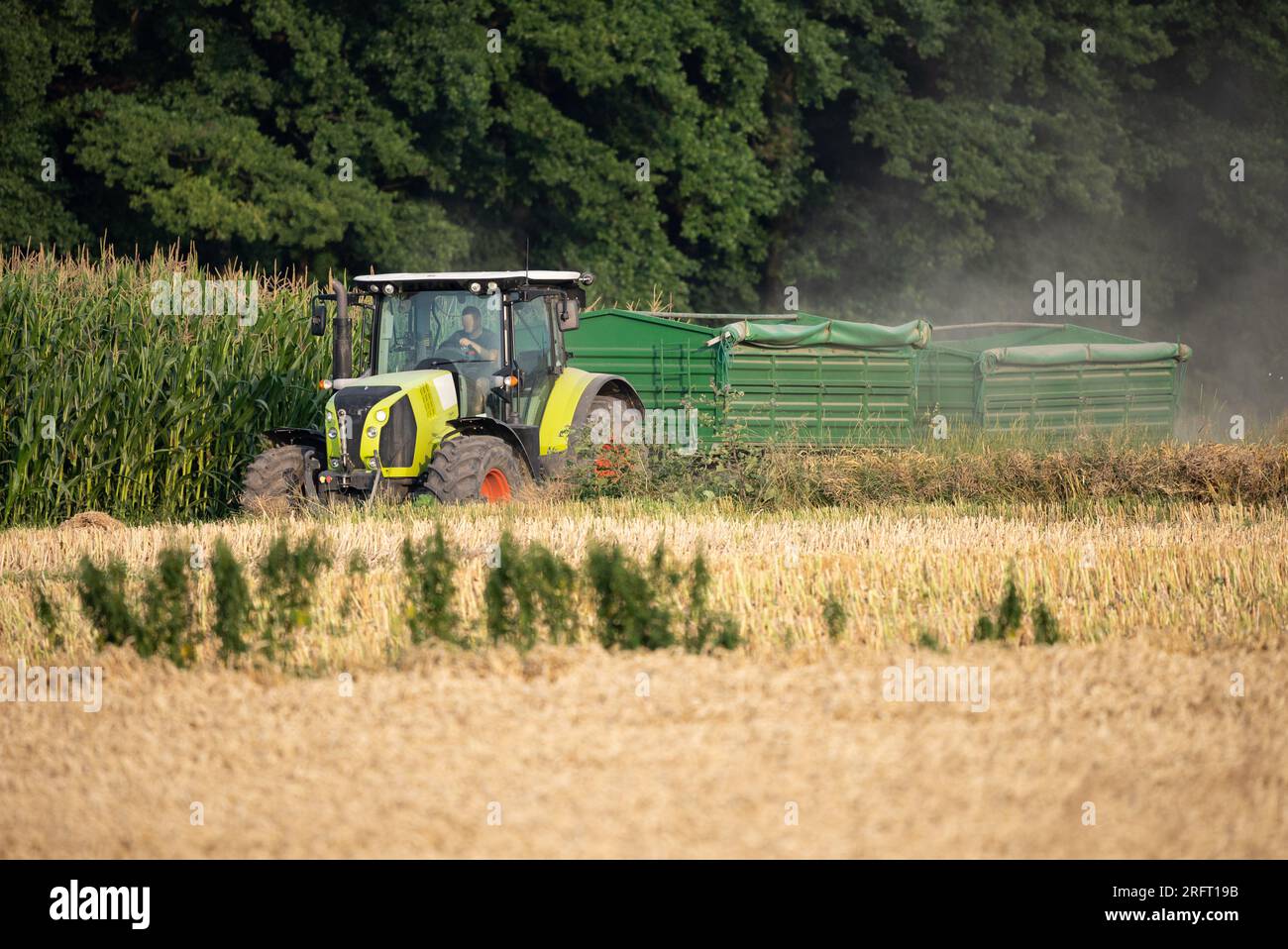 Erntefeld mit Mähdrescher im Sommer. Bei der Ernte auf dem Feld mäht der Mähdrescher Getreide in Nysa, Polen. Stockfoto
