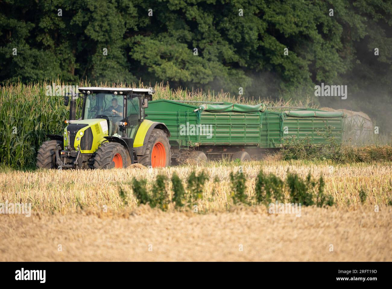 Erntefeld mit Mähdrescher im Sommer. Bei der Ernte auf dem Feld mäht der Mähdrescher Getreide in Nysa, Polen. Stockfoto
