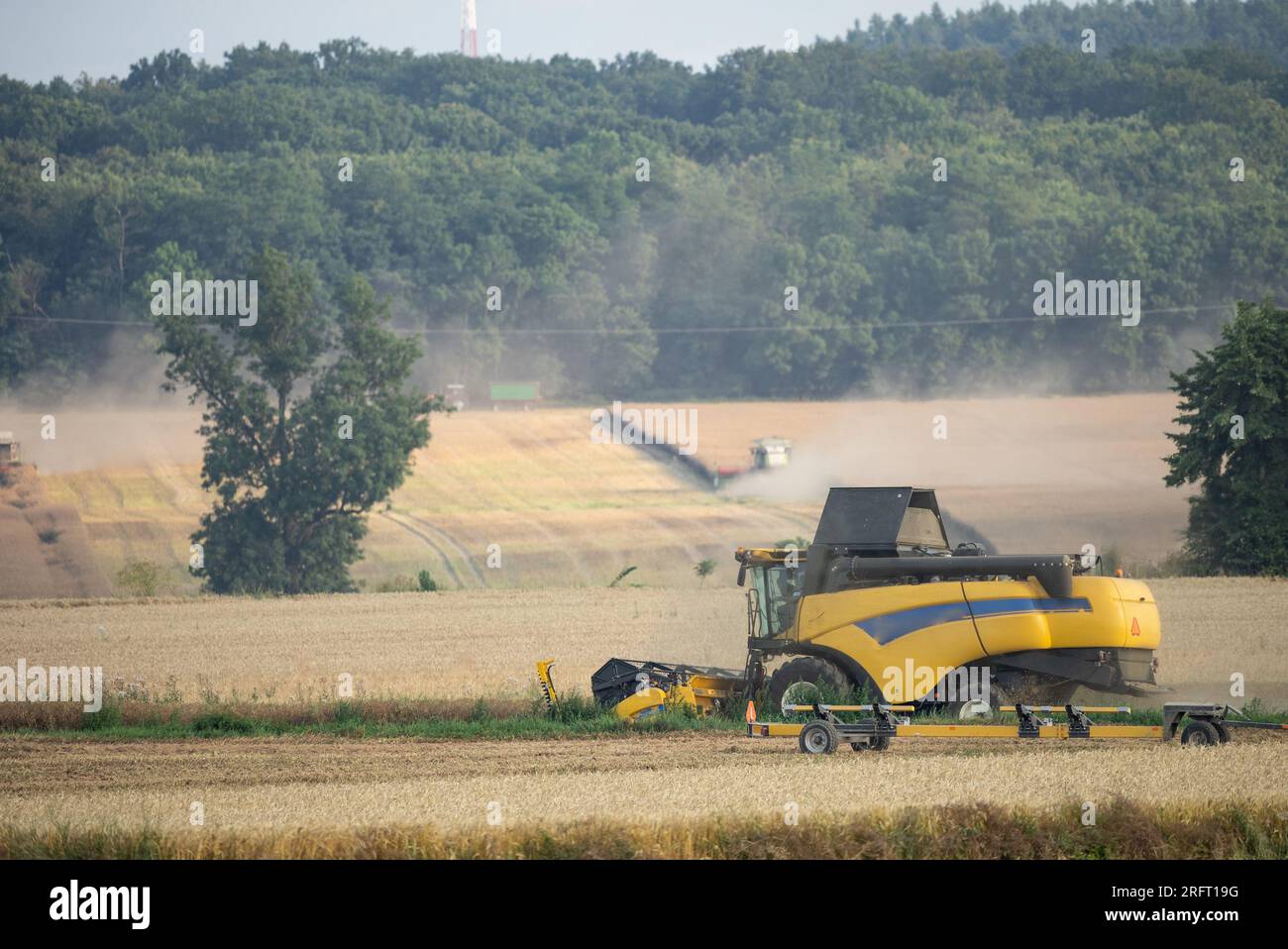 Erntefeld mit Mähdrescher im Sommer. Bei der Ernte auf dem Feld mäht der Mähdrescher Getreide in Nysa, Polen. Stockfoto