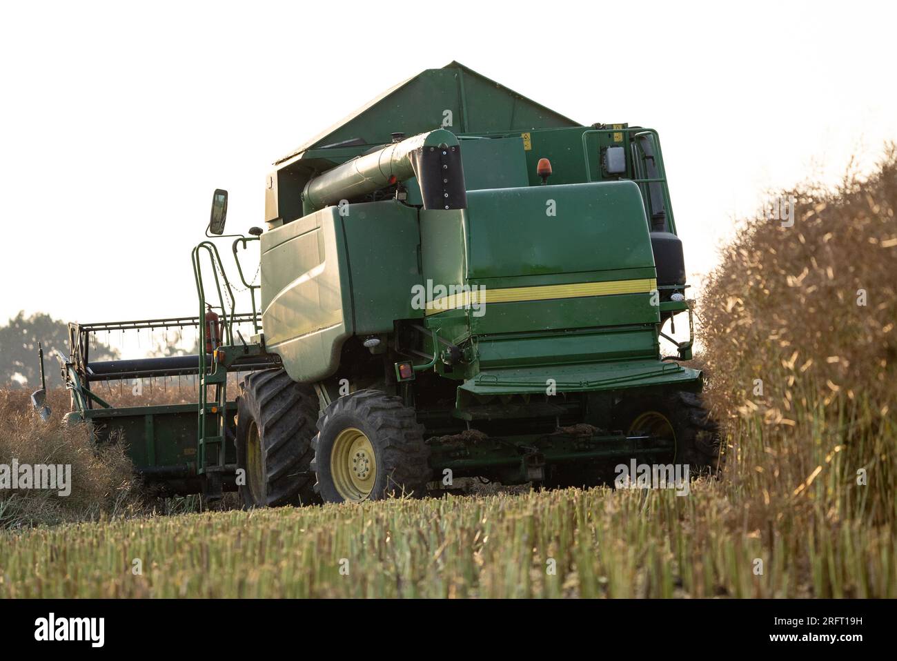 Erntefeld mit Mähdrescher im Sommer. Bei der Ernte auf dem Feld mäht der Mähdrescher Getreide in Nysa, Polen. Stockfoto