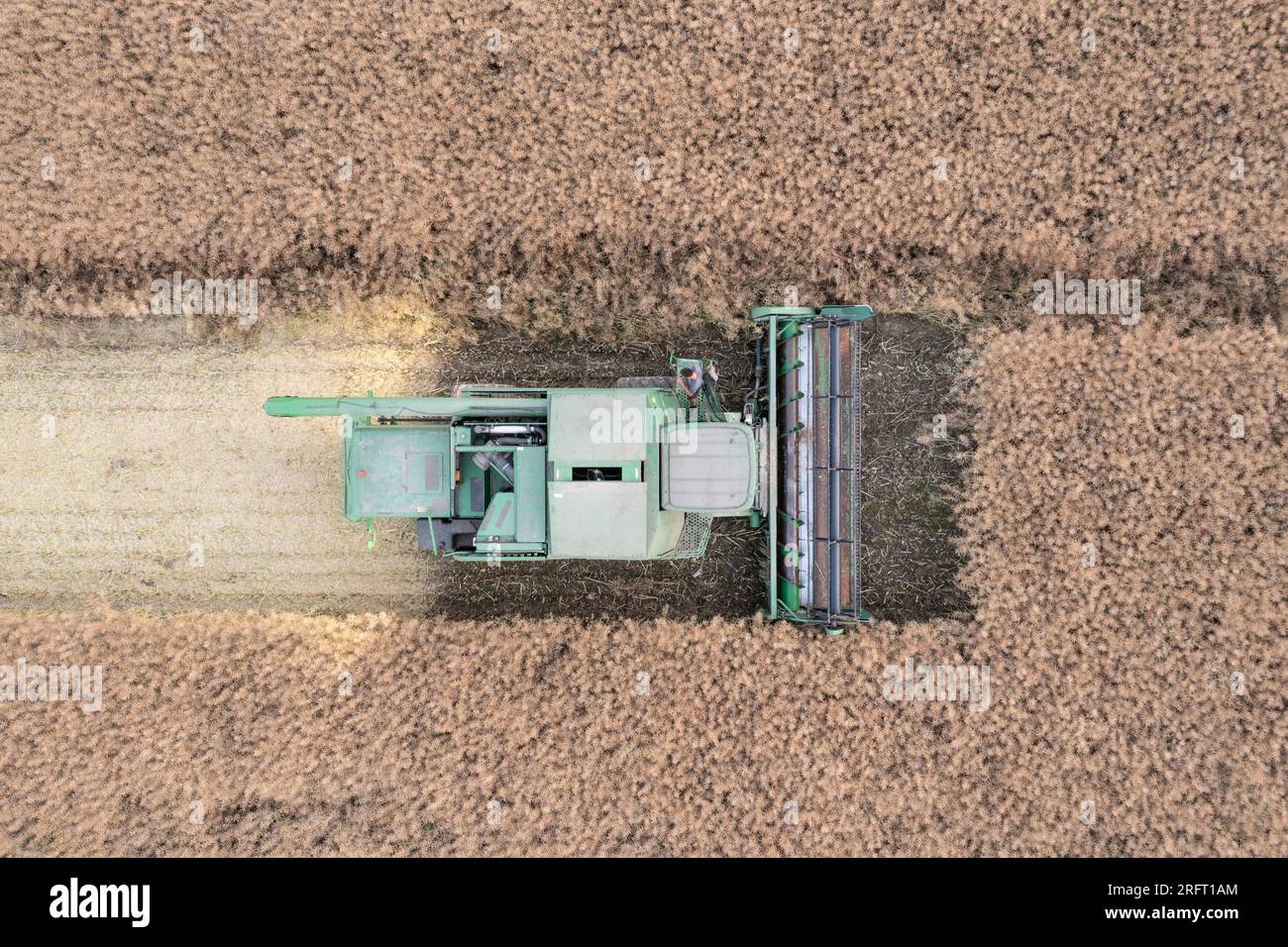 Erntefeld mit Mähdrescher im Sommer. Bei der Ernte auf dem Feld mäht der Mähdrescher Getreide in Nysa, Polen. Luftdrohnenfoto von Harve Stockfoto