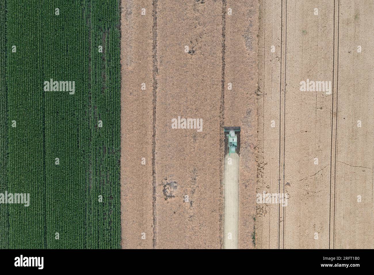 Erntefeld mit Mähdrescher im Sommer. Bei der Ernte auf dem Feld mäht der Mähdrescher Getreide in Nysa, Polen. Luftdrohnenfoto von Harve Stockfoto