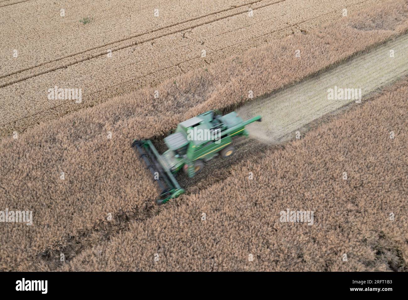 Erntefeld mit Mähdrescher im Sommer. Bei der Ernte auf dem Feld mäht der Mähdrescher Getreide in Nysa, Polen. Luftdrohnenfoto von Harve Stockfoto