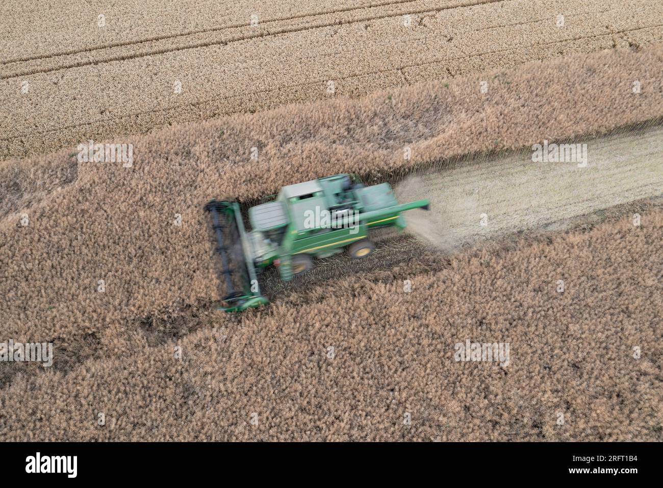 Erntefeld mit Mähdrescher im Sommer. Bei der Ernte auf dem Feld mäht der Mähdrescher Getreide in Nysa, Polen. Luftdrohnenfoto von Harve Stockfoto