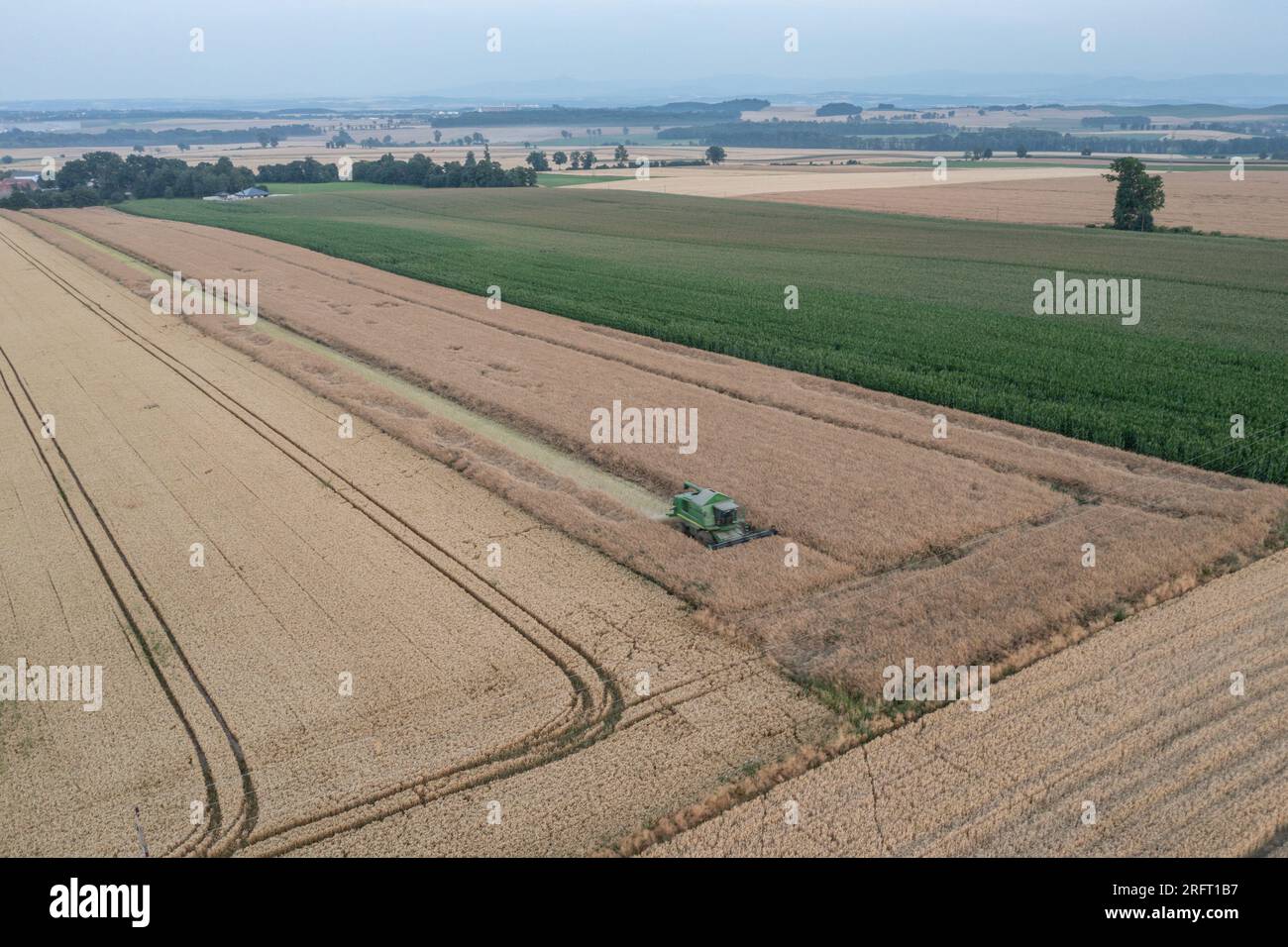 Erntefeld mit Mähdrescher im Sommer. Bei der Ernte auf dem Feld mäht der Mähdrescher Getreide in Nysa, Polen. Luftdrohnenfoto von Harve Stockfoto