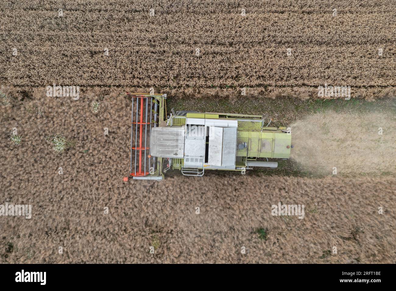 Erntefeld mit Mähdrescher im Sommer. Bei der Ernte auf dem Feld mäht der Mähdrescher Getreide in Nysa, Polen. Luftdrohnenfoto von Harve Stockfoto