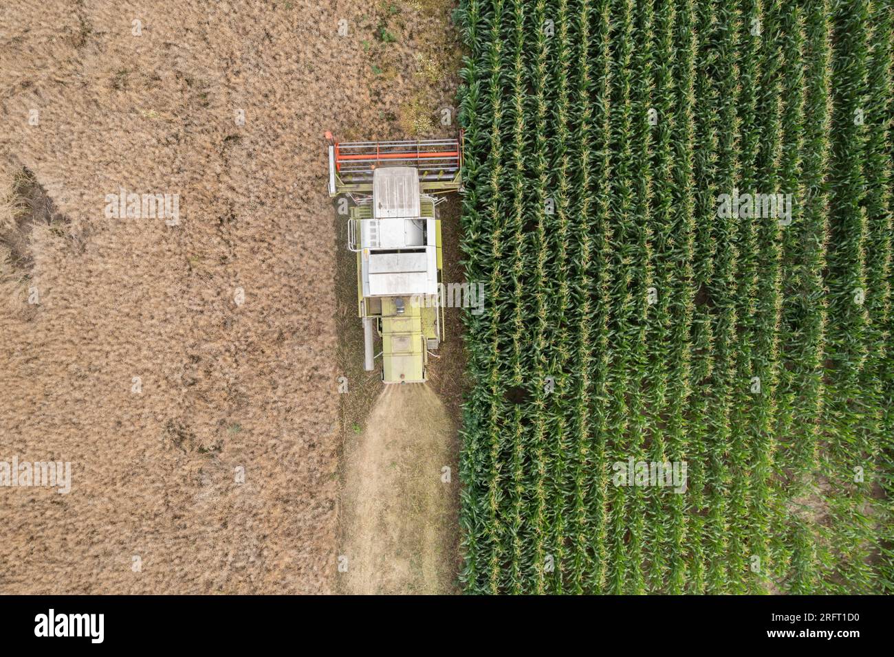 Erntefeld mit Mähdrescher im Sommer. Bei der Ernte auf dem Feld mäht der Mähdrescher Getreide in Nysa, Polen. Luftdrohnenfoto von Harve Stockfoto