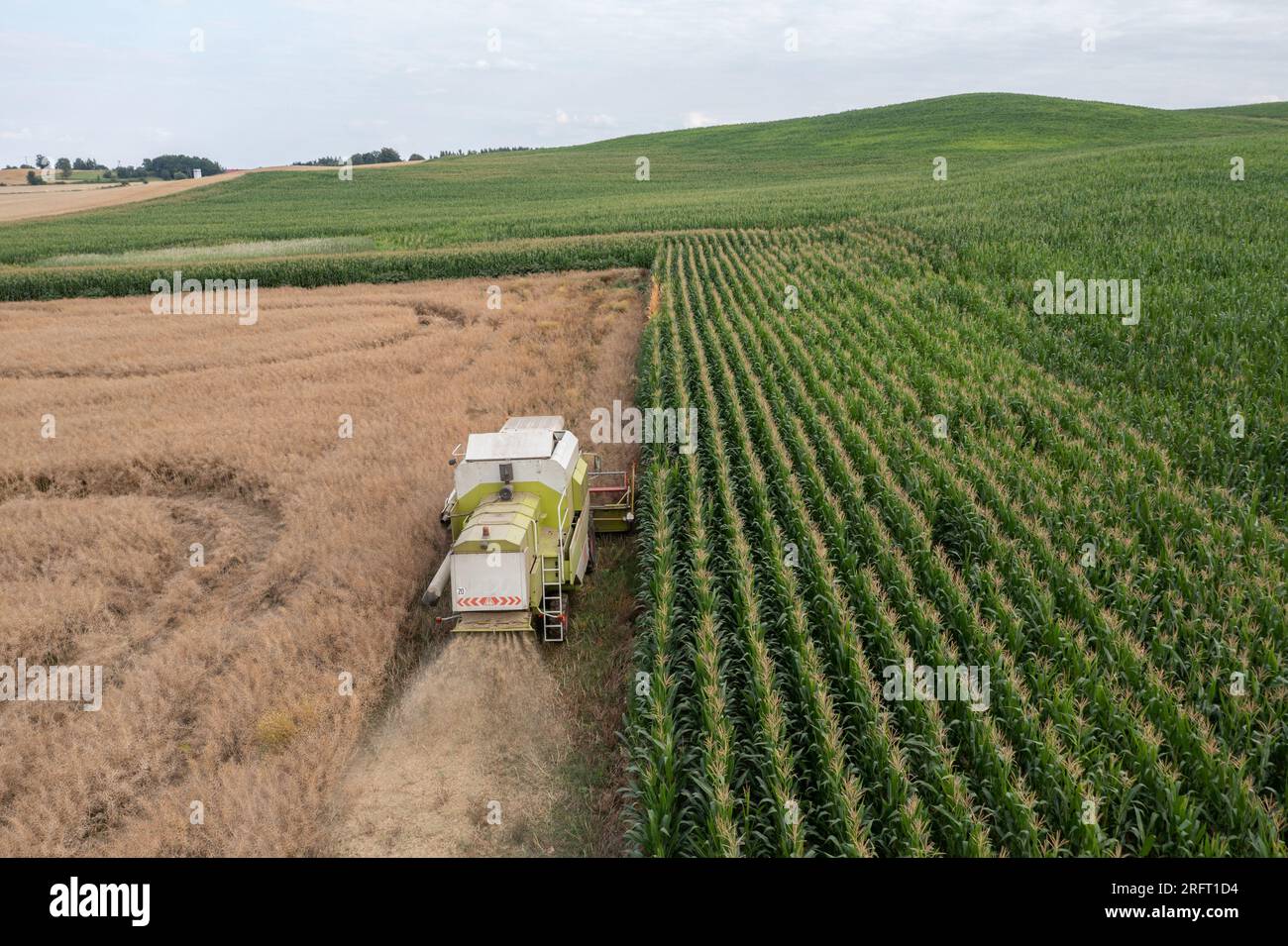 Erntefeld mit Mähdrescher im Sommer. Bei der Ernte auf dem Feld mäht der Mähdrescher Getreide in Nysa, Polen. Luftdrohnenfoto von Harve Stockfoto