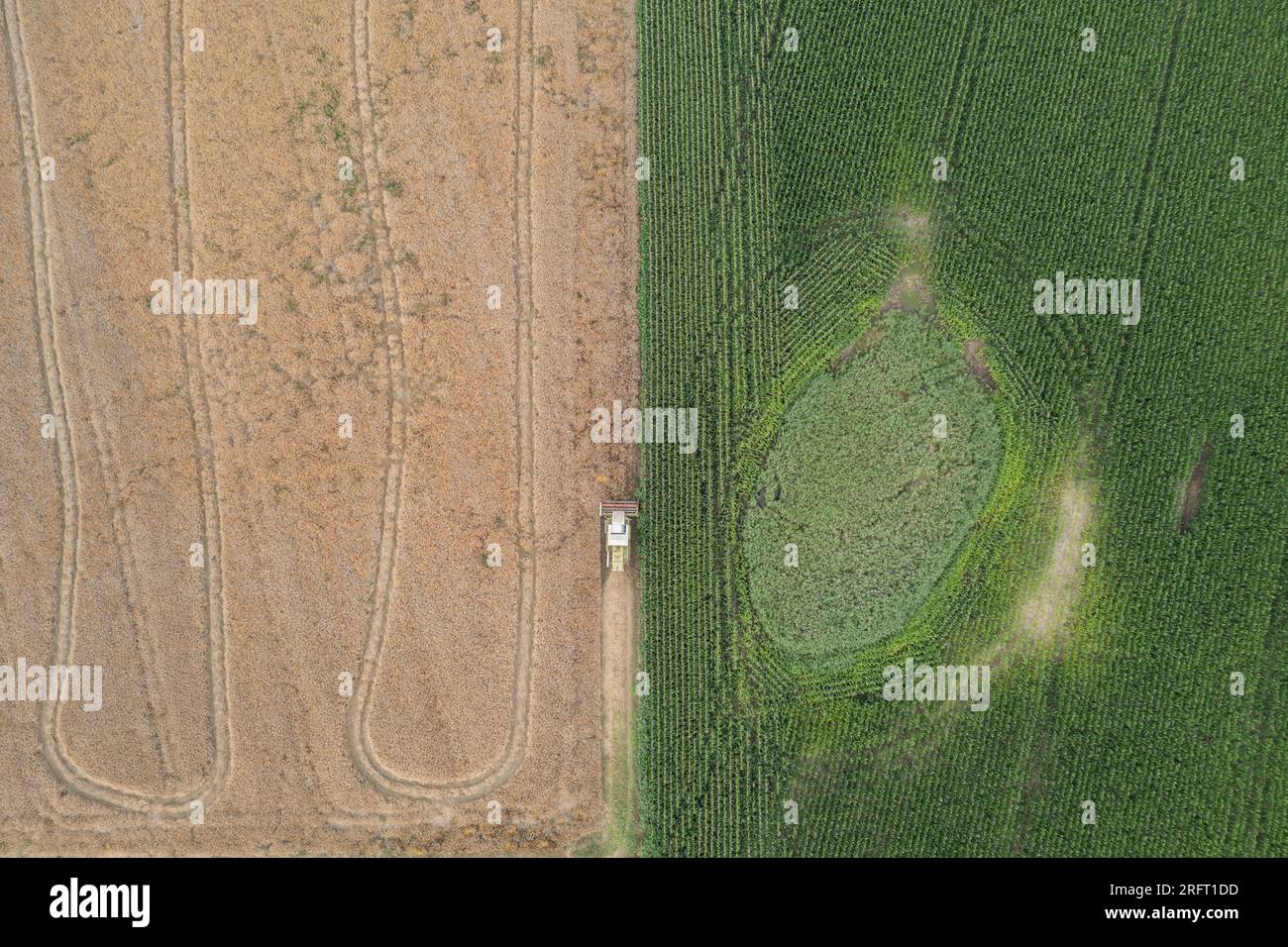 Erntefeld mit Mähdrescher im Sommer. Bei der Ernte auf dem Feld mäht der Mähdrescher Getreide in Nysa, Polen. Luftdrohnenfoto von Harve Stockfoto