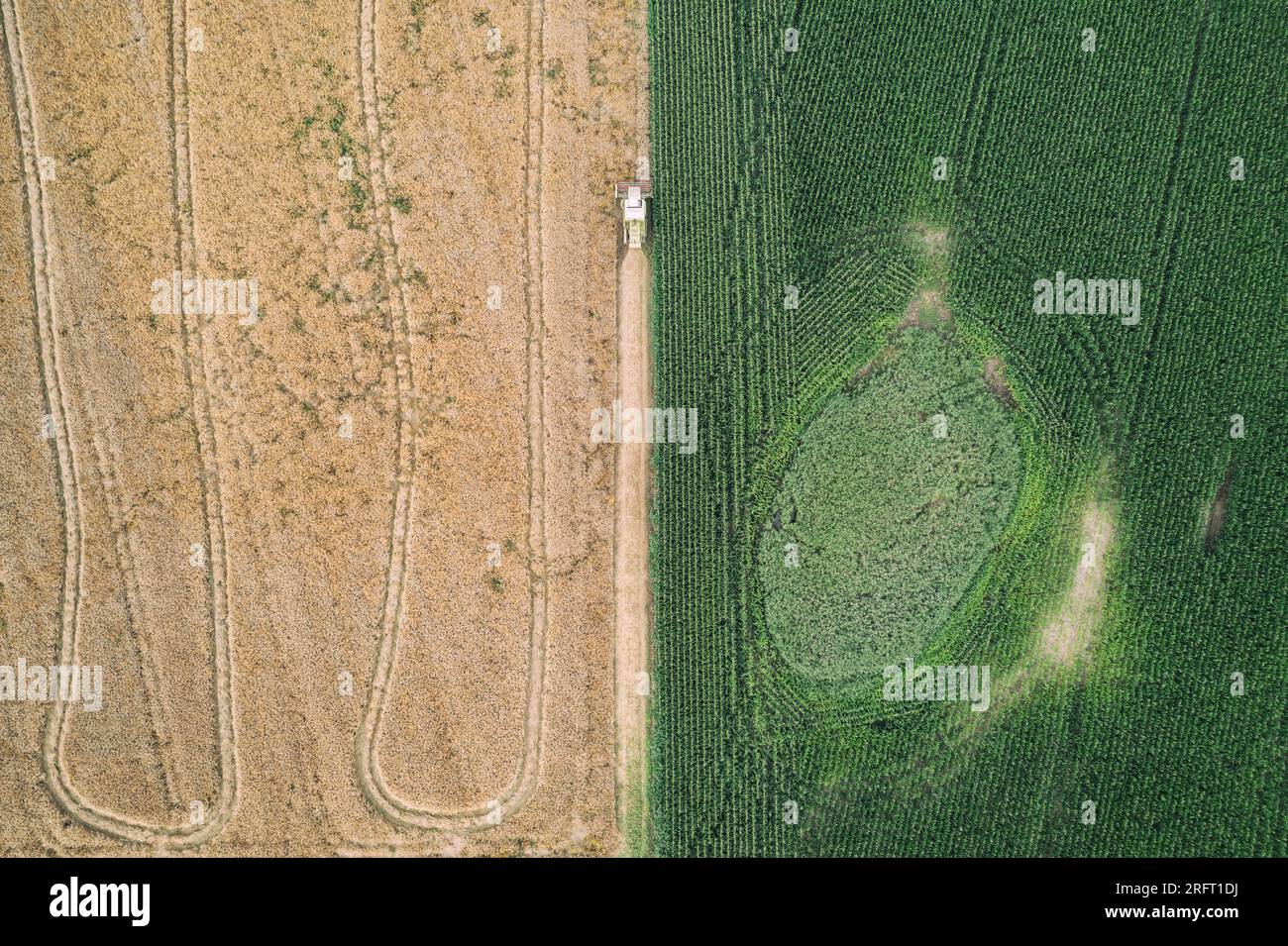 Erntefeld mit Mähdrescher im Sommer. Bei der Ernte auf dem Feld mäht der Mähdrescher Getreide in Nysa, Polen. Luftdrohnenfoto von Harve Stockfoto
