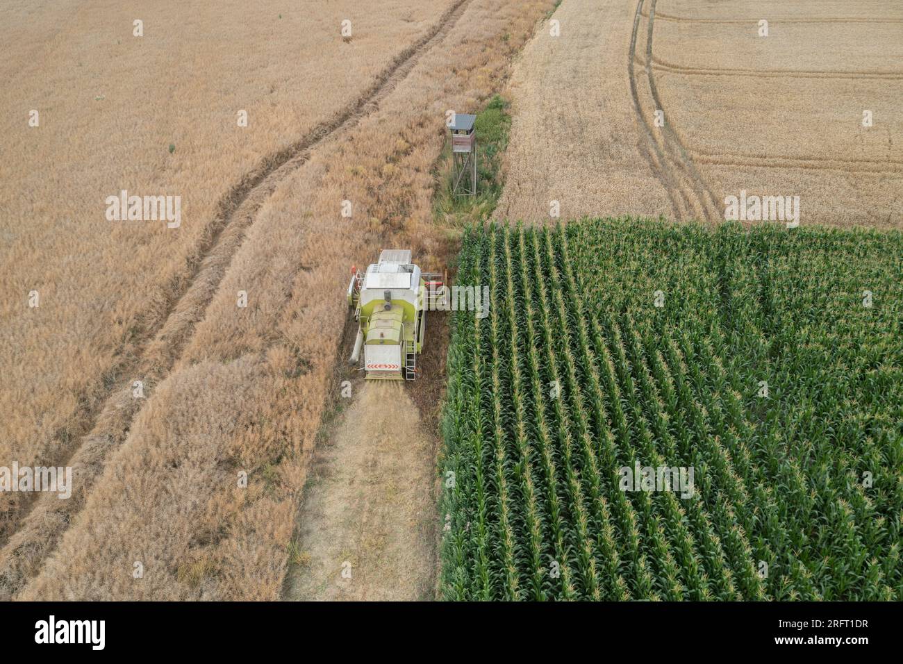Erntefeld mit Mähdrescher im Sommer. Bei der Ernte auf dem Feld mäht der Mähdrescher Getreide in Nysa, Polen. Luftdrohnenfoto von Harve Stockfoto