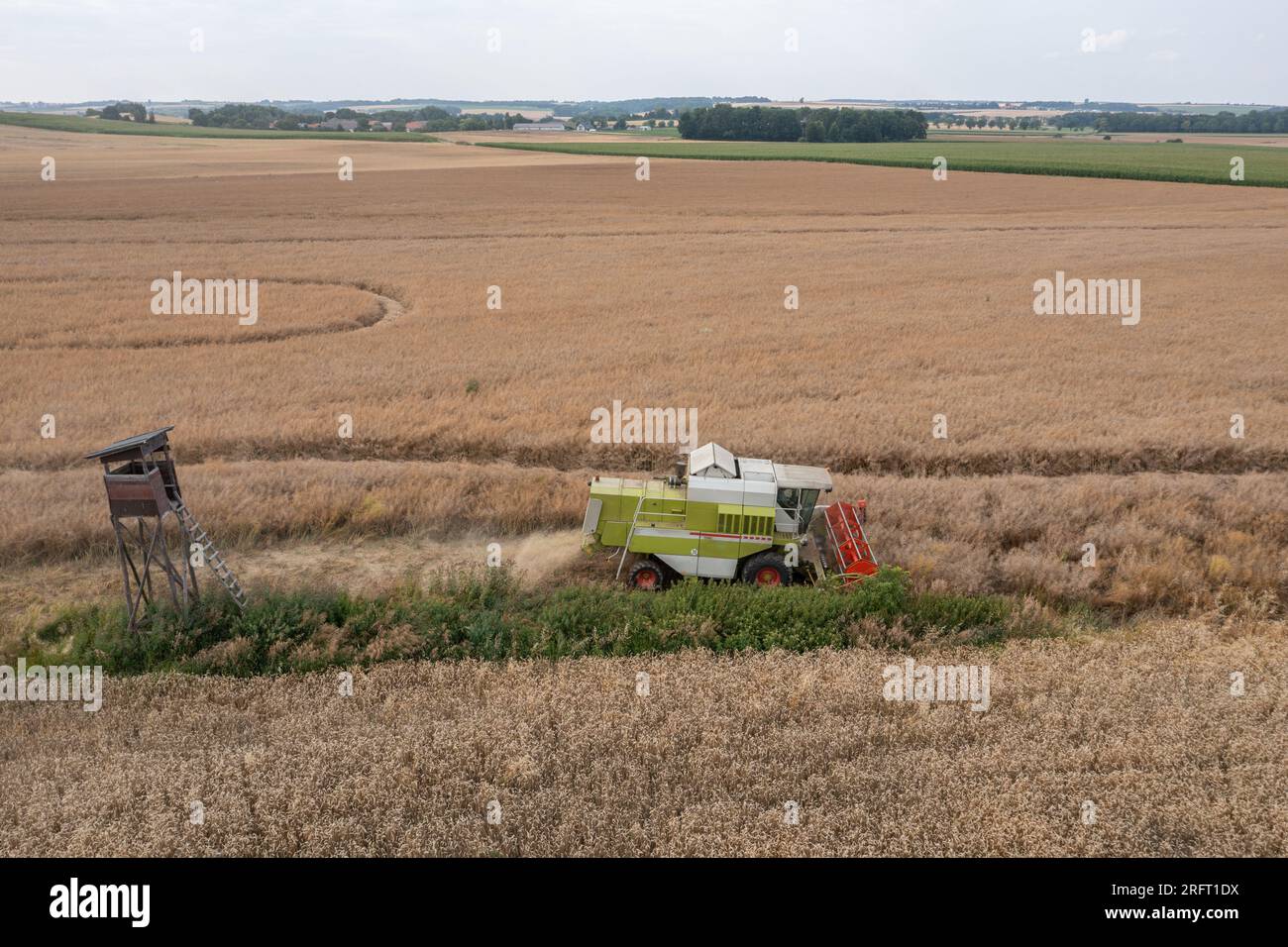 Erntefeld mit Mähdrescher im Sommer. Bei der Ernte auf dem Feld mäht der Mähdrescher Getreide in Nysa, Polen. Luftdrohnenfoto von Harve Stockfoto