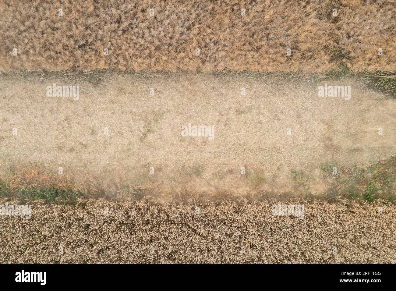 Erntefeld mit Mähdrescher im Sommer. Bei der Ernte auf dem Feld mäht der Mähdrescher Getreide in Nysa, Polen. Luftdrohnenfoto von Harve Stockfoto